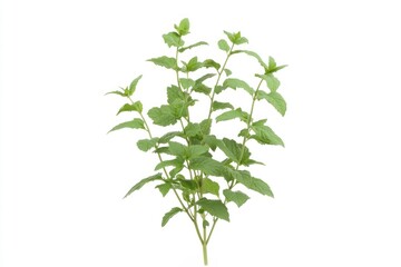Fresh Mint Sprig Plant for Cooking and Tea