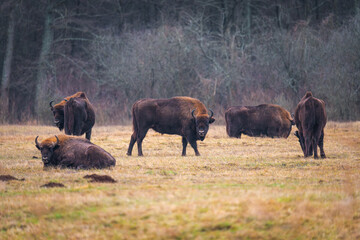 European bison - Bison bonasus on the meadow. Bison Herd on a field. Wildlife scene of an European bison