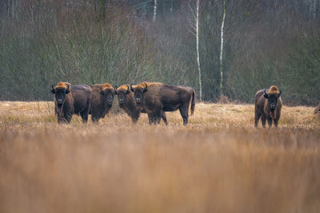 European bison - Bison bonasus on the meadow. Bison Herd on a field. Wildlife scene of an European...