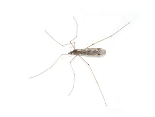 Cranefly Tipula daddy longleg isolated on white background