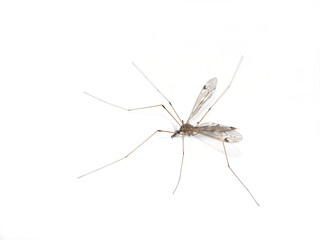 Cranefly Tipula daddy longleg isolated on white background