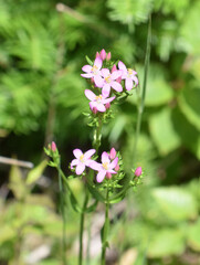 Feverwort Centaurium erythraea flowering pink flowers