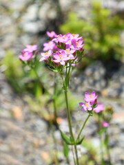 Feverwort Centaurium erythraea flowering pink flowers