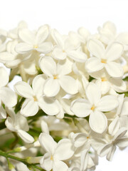 White common lilac flowers closeup