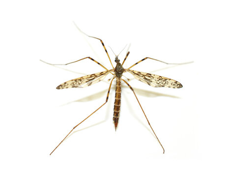 The limnid cranefly Epiphragma ocellare on white background