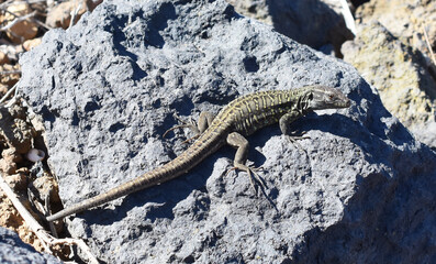 Gallot's lizard Gallotia galloti sitting on a stone