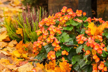 Orange grave flowers and heather in an autumn cemetery. Fallen leaves in autumn colors. September colors in Finland.

