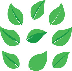 Vibrant green leaves arranged in a circular pattern.