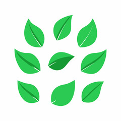 Vibrant green leaves arranged in a circular pattern.