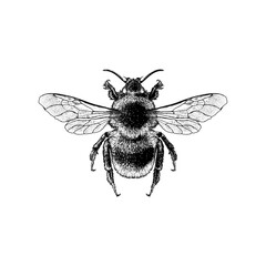 Forest Cuckoo Bumblebee hand drawing vector isolated on background.