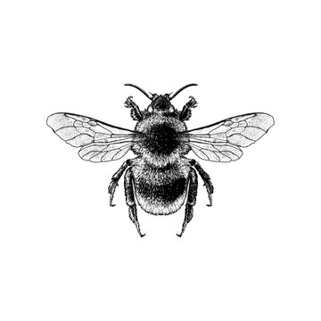 Forest Cuckoo Bumblebee hand drawing vector isolated on background.