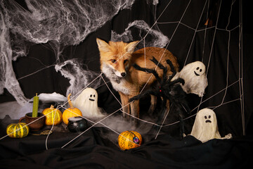 Halloween Fox in a Spooky Web