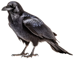 Fototapeta premium Crow Isolated with Transparent Background