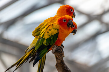 コガネメキシコインコ