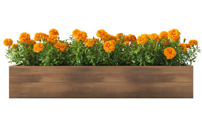 A vibrant display of orange marigold flowers arranged neatly in a wooden planter isolated on white background and transparent background.