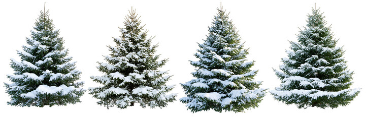 Four Snow-Covered Evergreen Trees Isolated on Black Background - Winter Holiday Design Element set isolated on transparent background