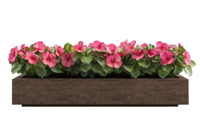 A vibrant arrangement of pink flowers in a rectangular wooden planter, showcasing lush green foliage isolated on white background and transparent background.