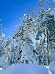 Winter landscape - frosty trees, fir trees in the winter forest in cold weather. Calm nature of winter forest under snowfall.