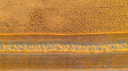 Aerial view on lines of straw over harvested field of mature wheat