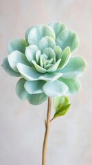Obraz premium Macro shot of a single succulent leaf modern minimalist setting calming green tones nature