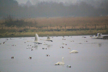 A view of a Whooper Swan in flight at Martin Mere Nature Reserve