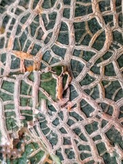 abstract mosaic of melon fruit skin