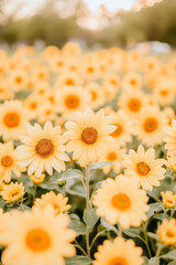 Obraz premium A sunflower field at sunset with the flowers facing the golden hues,