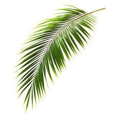 Obraz premium A close-up view of a single palm leaf branch isolated against a transparent background, cut out, PNG 3D Digital Art.