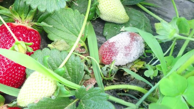 Strawberry fruit with white spot fungus. Gardening, horticulture and organic agriculture concept, Rotten strawberries, mould strawberry, rotten fruit background, moldy strawberries in garden, close-up