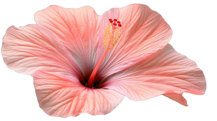 Peach hibiscus bloom close-up on black, spa decor