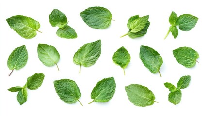 Fresh green mint leaves isolated on white background.