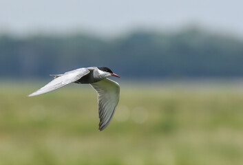 witwangstern, whiskered tern,chlidonias hybrida