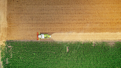 Aerial view on combine, harvester machine, harvest ripe cereal