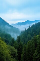 Fototapeta premium A lush green forest with a misty, foggy atmosphere. The trees are tall and dense, creating a sense of depth and serenity. The misty clouds add a touch of mystery and tranquility to the scene