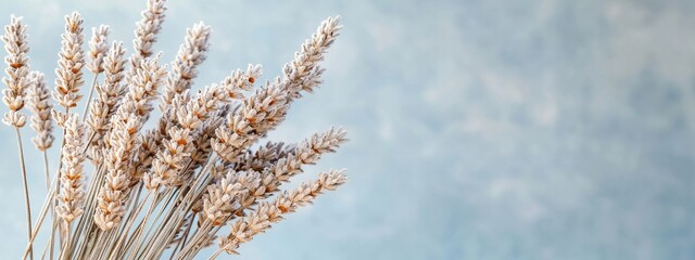 Delicate Lavender Stems with Frosted Tips Against Soft Blue Background for Inviting Home Decor and Natural Aesthetics