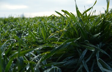 field, grass, sky, green, nature, agriculture, plant, corn, summer, farm, blue, meadow, landscape, spring, crop, food, wheat, rural, farming, lawn, maize, fresh, sun, season, cloud