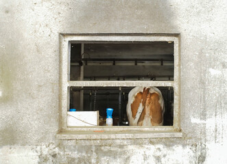Brown and White Cow Viewed Through an Old Industrial Building Window