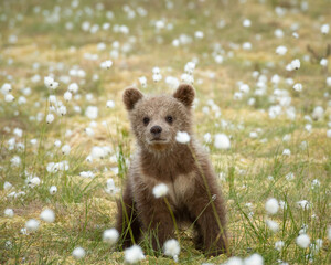 Brown bear cub observes its surroundings while sitting on a bog filled with blooming white flowers © Juha Saastamoinen