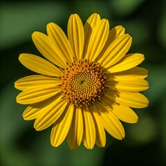 Yellow Daisy flower