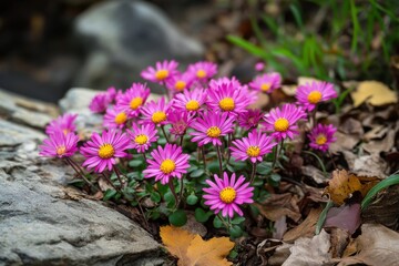 Cold season flora in natural landscapes showcasing resilience and beauty during winter months for nature enthusiasts and photographers