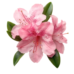 Fotobehang Pink Azalea Flowers with Green Leaves, Isolated on Black Background © PixelHill