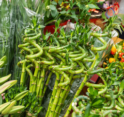 Lucky bamboo plant (Dracaena sanderiana)for sale