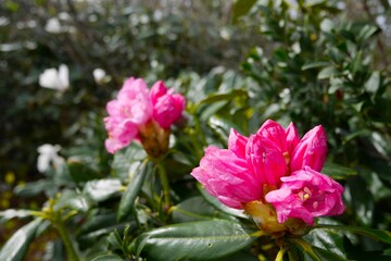 開花直前のシャクナゲ