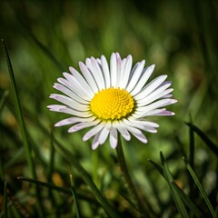 Fototapeta premium daisy flower