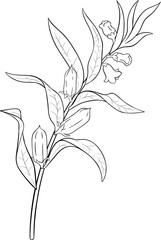 Sesame Branch with Flowers and Leaves Outline Illustration. Natural nutritional healthy food ingredient, vegetarian diet product. 
