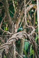 glittering hummingbird