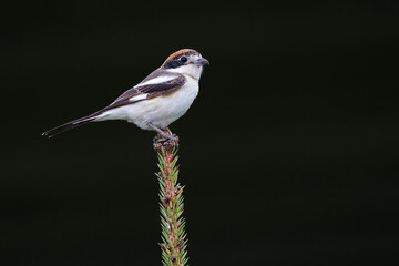 Wildlife-birds. The woodchat shrike (Lanius senator) bird belongs to the laniidae family. Shrub open fields and hedges on the edges of these fields are their habitats. They usually feed on insects.