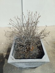 Dry tree in pot  on cement floor