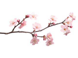 Fototapeta premium A branch of delicate pink cherry blossoms is beautifully isolated against a transparent background, cut out, PNG 3D Digital Art, clip art.