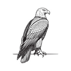 Black and White silhouette Eagle Line Art with Intricate Feather Details and Powerful Close-Up Perspective